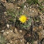 Coryphantha elephantidens Květ