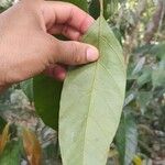 Discophora guianensis Leaf