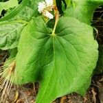 Fagopyrum esculentum Leaf