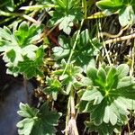 Geranium cinereum पत्ता