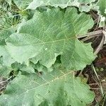 Arctium nemorosum Лист