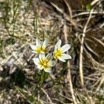 Gagea serotina Fula