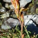 Narthecium ossifragum Fruit