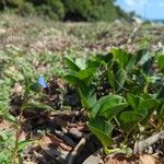 Commelina ensifolia 整株植物