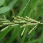 Indigofera hirsuta Fruto