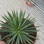 Agave stricta ഇല