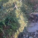 Cedrus atlantica Blad