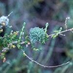 Artemisia herba-alba Квітка