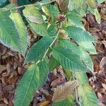 Acer carpinifolium Leaf