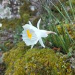 Narcissus cantabricus Flower