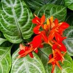 Aphelandra aurantiaca花