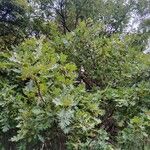 Quercus pubescens Plante entière