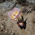 Calochortus persistens Květ
