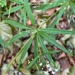 Galium aristatum 葉