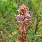 Orobanche minorFlower