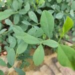 Baptisia australisLeaf