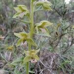 Epipactis bugacensis Flower