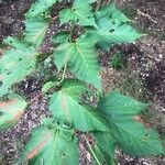 Acer davidii Feuille