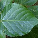 Acalypha hispida Leaf