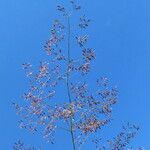 Agrostis capillaris Цветок