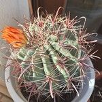 Ferocactus herrerae Habitatea