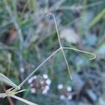 Lathyrus setifolius ᱥᱟᱠᱟᱢ