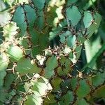 Euphorbia caerulescens Leaf