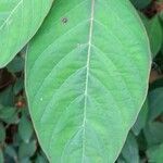 Hamelia patens Leaf