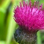 Cirsium rivulare Çiçek