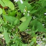 Symphyotrichum cordifolium Листок