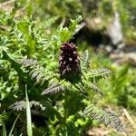 Pedicularis recutita Цветок