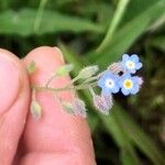 Myosotis arvensis花