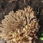 Selaginella lepidophylla Лист