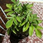 Kalanchoe prolifera Folio