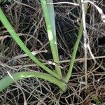 Allium roseum Kora