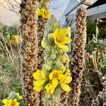 Verbascum densiflorumKvět