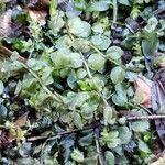 Nasturtium officinale Levél