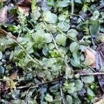 Nasturtium officinale Leaf