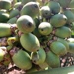 Syagrus comosa Fruto