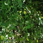 Crepis lampsanoides Fula