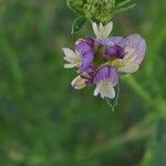 Medicago × varia Flower
