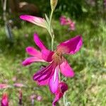 Gladiolus italicusFlower