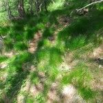 Festuca heterophylla Hábito