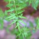 Cardamine impatiens Leaf