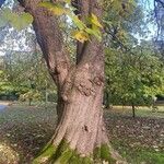 Catalpa ovata ശീലം