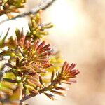 Erica vagans Lehti