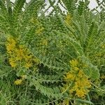 Astragalus exscapus Φύλλο
