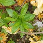 Rhododendron luteum Leaf