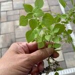 Parietaria floridana Hoja