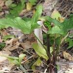 Arum idaeum Blad